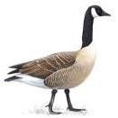 Goose