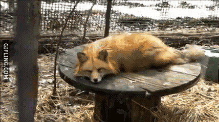 SlickTheFox