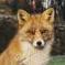foxi