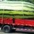 THE_BIG_MELON